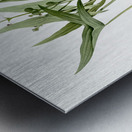 Arrowhead illustration  Metal print