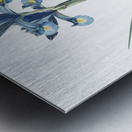 Spanish iris illustration  Metal print