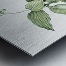 Tradescantia erecta illustration  Metal print