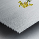 Sand iris illustration  Metal print