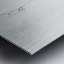 Hesperantha illustration  Metal print