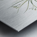 Common goldstar illustration  Metal print