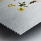 Cape tulip illustration  Metal print