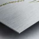 Tofieldia palustris illustration  Metal print