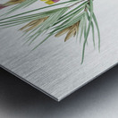 Witsenia maura illustration  Metal print