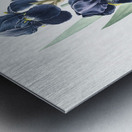 German iris illustration  Metal print