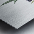 Clamshell orchid illustration  Metal print