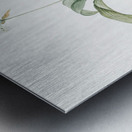 Paradise lily illustration  Metal print