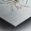 Malgas lily illustration  Metal print
