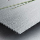 Sand leek illustration  Metal print