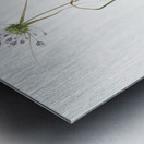 Keeled garlic illustration  Metal print