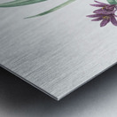 Alpine autumn crocus illustration  Metal print