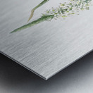 Narbonne star-of-Bethlehem illustration  Metal print