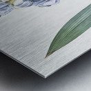 Josephine & lily illustration  Metal print