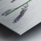 Black false hellebore illustration  Metal print