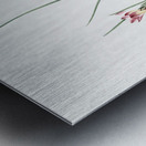 Atamasco lily illustration  Metal print