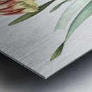 Knysna lily illustration  Metal print