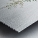 Aloe yucca illustration  Metal print