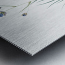 Blue corn-lily illustration  Metal print