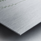 Eriospermum lanceaefolium illustration  Metal print