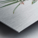 Baboon root illustration  Metal print