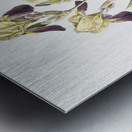 Elder scented iris illustration  Impression metal