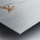 Gladiolus watsonius illustration  Metal print