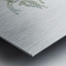 Climbing asparagus fern illustration  Metal print