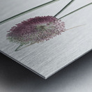 Round-headed leek illustration Metal print