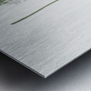 Narbonne star-of-Bethlehem illustration  Metal print