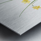 Daffodil illustration  Metal print