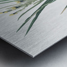 Bokmakierie & tail illustration  Metal print