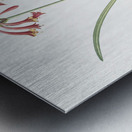 Brandlelie illustration  Metal print