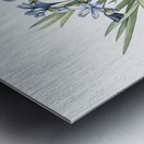 Dwarf crested iris illustration  Metal print