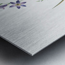 Ixia secunda illustration  Metal print