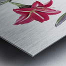 Brazilian amaryllis illustration  Metal print