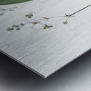 Bulltongue arrowhead illustration  Metal print