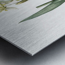 Lemonyellow iris illustration  Metal print