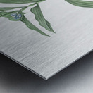 Dayflower illustration  Metal print