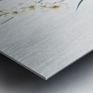 Gladiolus lineatus illustration  Metal print