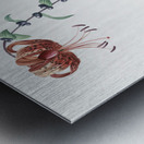 Tiger lily illustration  Metal print