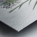 Agave spicata illustration  Metal print