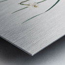 Daffodils illustration  Metal print