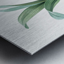 Autumn crocus illustration  Metal print