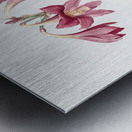 Netted-veined amaryllis illustration  Metal print