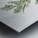 False helleborine illustration  Metal print