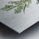 Netted-veined amaryllis illustration  Metal print