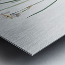 Netted-veined amaryllis illustration  Metal print