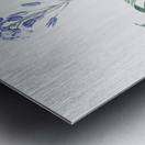 Siberian iris illustration  Metal print