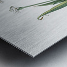 Ornamental onion illustration  Metal print